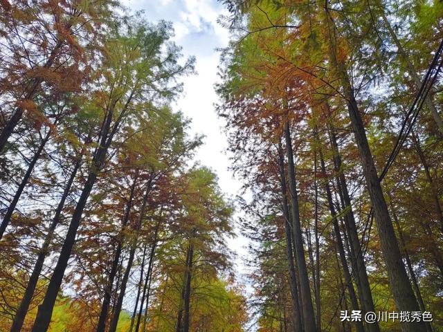 宁国红杉林:观赏指数Ⅱ级!