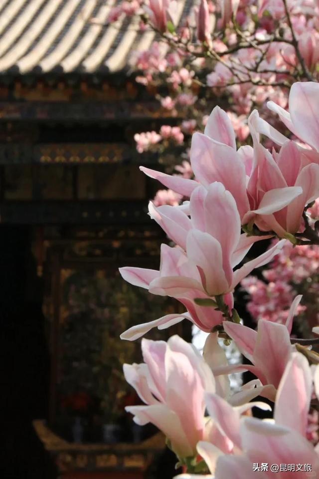 新晋顶流！「阴丹蓝+初雪白」，冬日昆明继续上分，你该换屏保了~