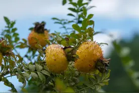 吃不下饭，胃口不佳？中医讲一味药，改善脾胃，还能降三高图片