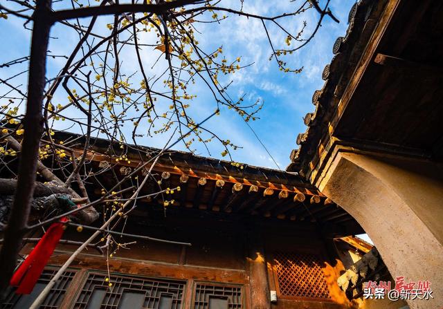 秦州：古宅腊梅灿 暗香沁心脾