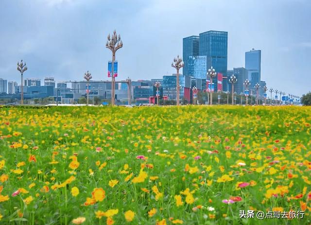 成都最近的格桑花海，6万多平米，山坡被美爆，地铁直达！