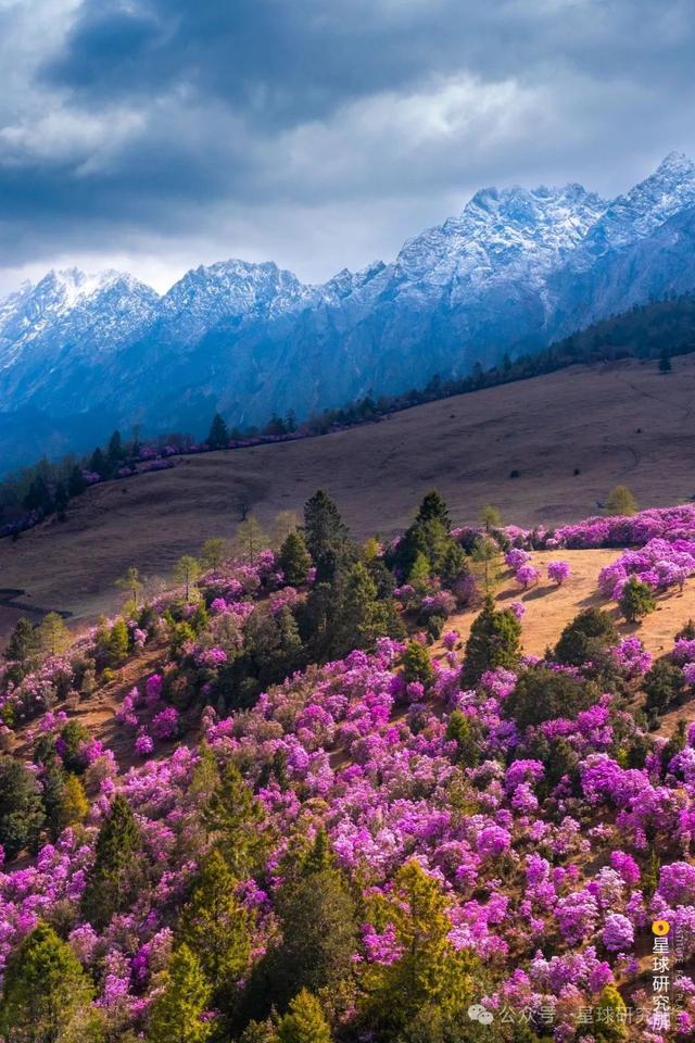 中国的雪山花海，开始征服地球了？③