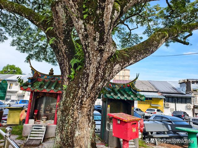 马来西亚(35)砂拉越州⑨峇哥国家公园徒步线路