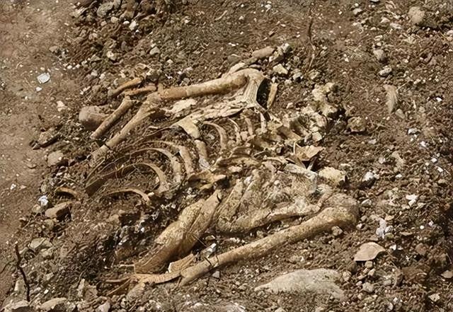 挖出了戴手铐的女遗骨，鉴定后确定	，她便是中央苦苦寻找的人！