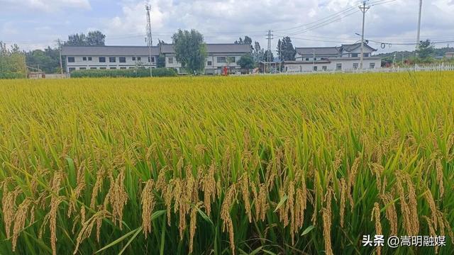 嵩阳普渡亲子欢乐跑、民族文艺联欢、市集露营……