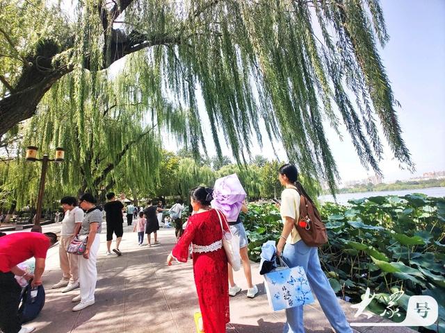明湖垂柳曼妙多姿 游人如织景致如画