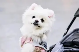 前方高萌！杨浦滨江，萌宠模特海选走秀图片