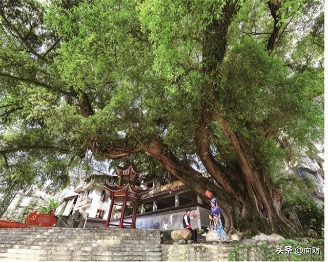 欣赏华夏千年古榕婆娑多姿，感悟人文积淀世代相传