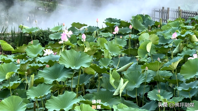 荷塘入画！风摇荷影暗香浮，王家湾里觅清凉