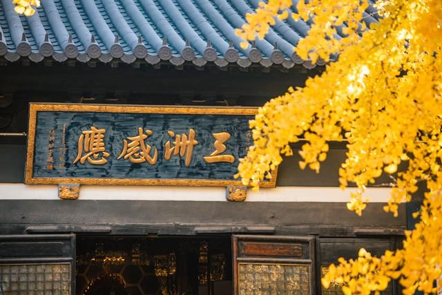 上海深秋封神路线！红叶燃秋+古寺银杏，3条私藏线承包你的诗意