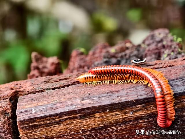 马来西亚(30)砂拉越州④姆鲁山徒步线路