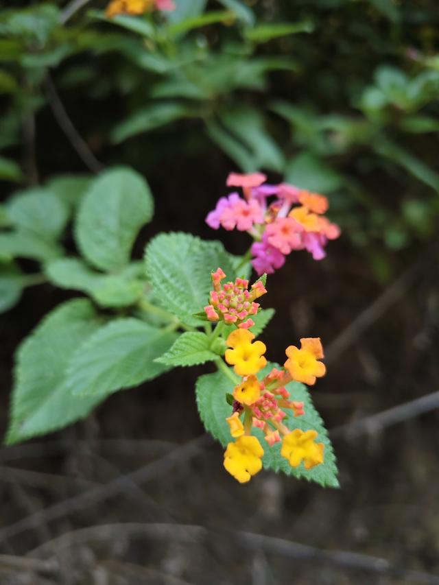 南行漫记：一起来元谋逛土林的人们