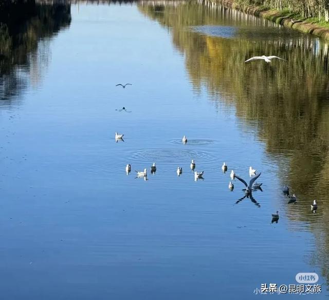 超详细攻略！在昆明官渡，与鸥共舞，六种玩法开启冬日漫游！