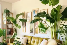 不管房子多大，这5个地方一定不要养花，否则，“花旺人不旺”图片