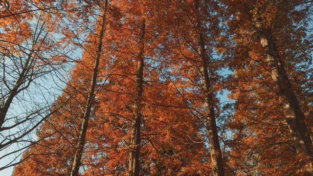 探平度：平度这里迎来最佳观赏期