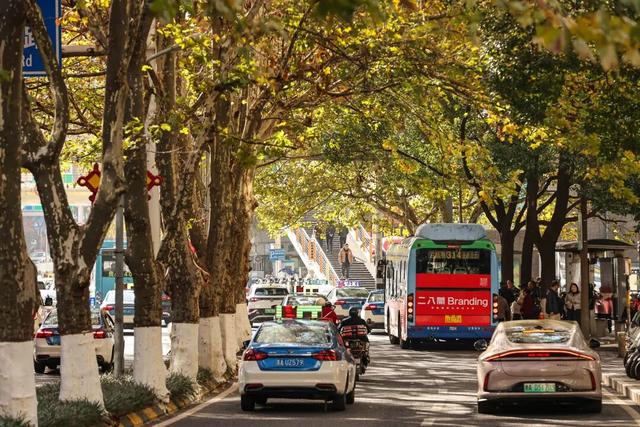 梧桐为笺，车流作墨——北京路写下一封贵阳版的“冬日情书”