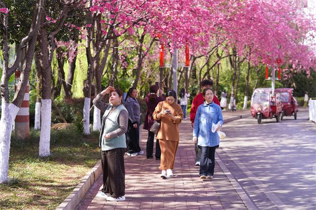 赴富源之约，邂逅新春樱花韵