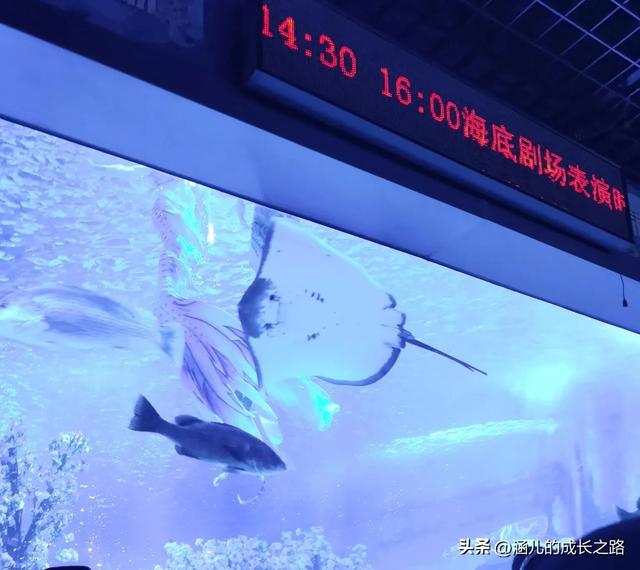 最新天津极地海洋馆一日游攻略——亲测实用!所有演出都可看完!