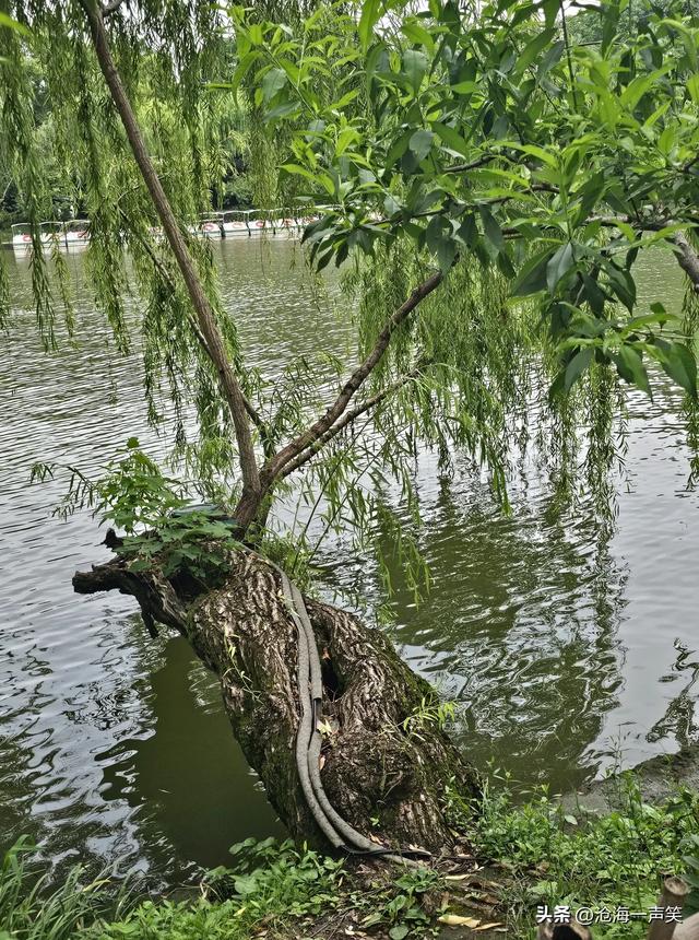 扬州廋西湖，挺拔的池杉，狭长的小湖，翠绿的垂柳，碧绿的何花