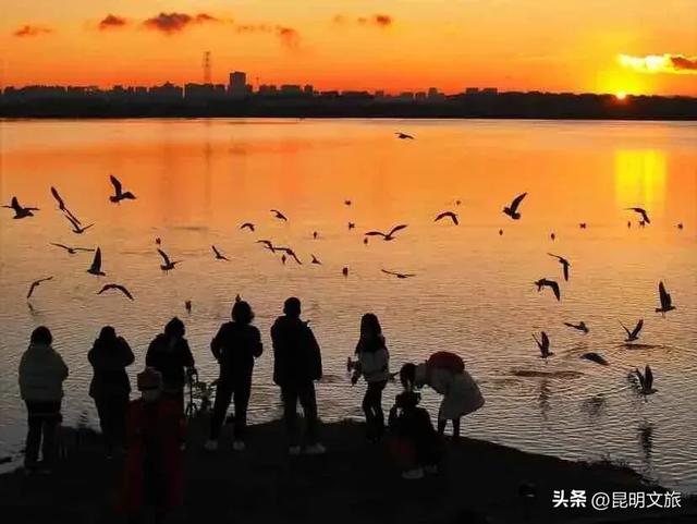 一半鸥气,一半锅气!立冬赴昆暗号:追完红嘴鸥就来顿火锅!下班就去~