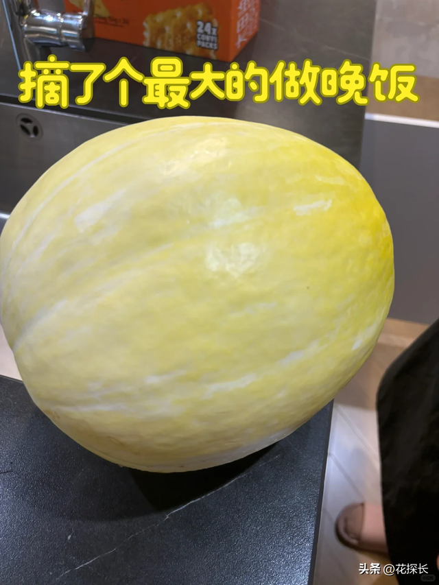 女子离家半个月，一院子南瓜“成了精”，网友：天呐，羡慕死了！