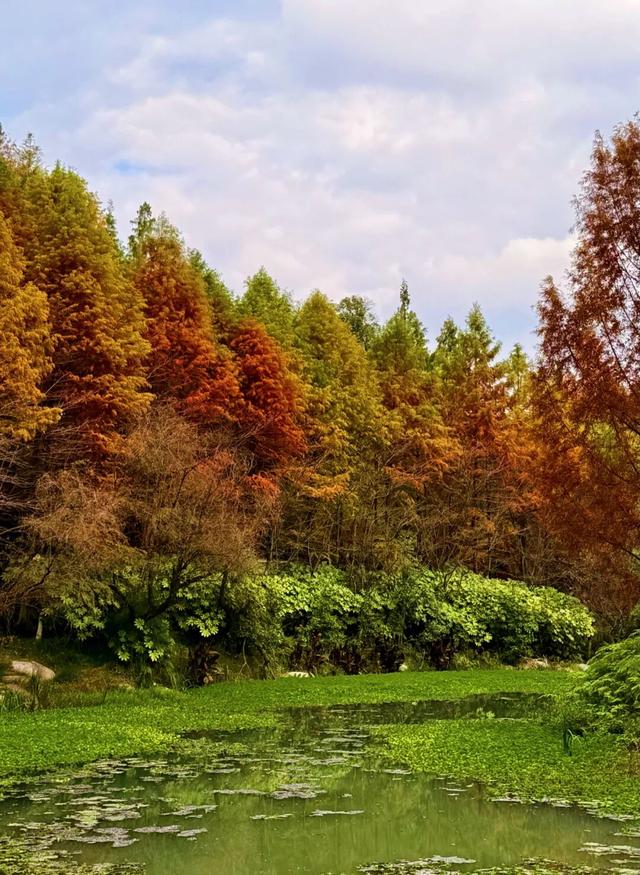 值此红黄，新蒲初冬画卷已打开！