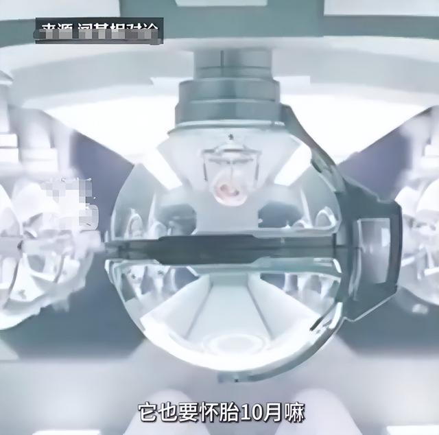 全球首个“机器人妈妈”，不足十万的 "AI 子宫"，将取代女人地位？