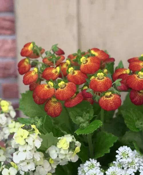 养花二十多年，吐槽好看难养、新手慎入的6大＂颜值杀手＂