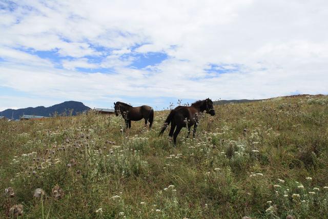 四川省雷波县历史沿革及行政区划