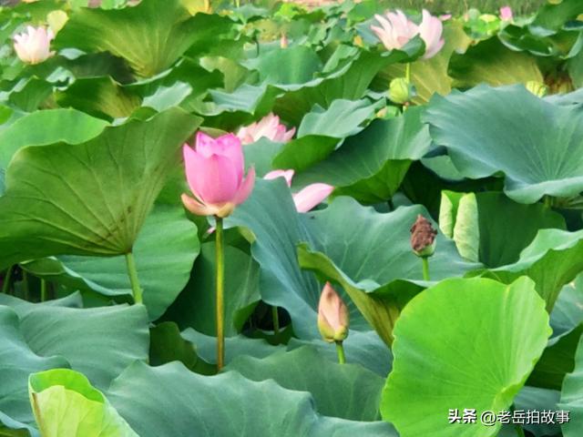 郑州市西流湖公园时下正是赏荷花观芦花的绝佳时候