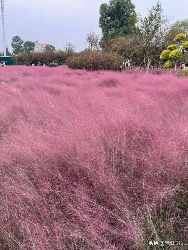 南阳秋色进行时：99%游客错过的6处绝美机位全公开