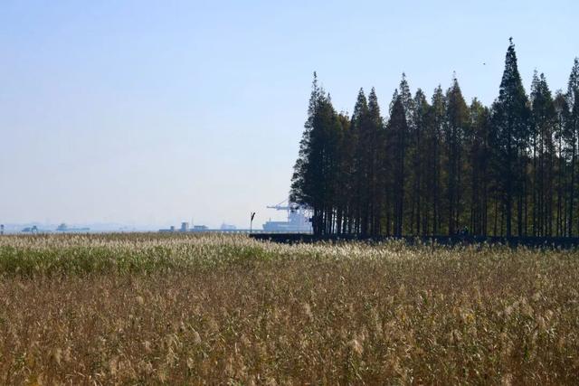 长江边，“飘雪”了！