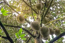 今年不吃榴莲就真的亏大了！挑选榴莲记住这3点，不做“大冤种”图片