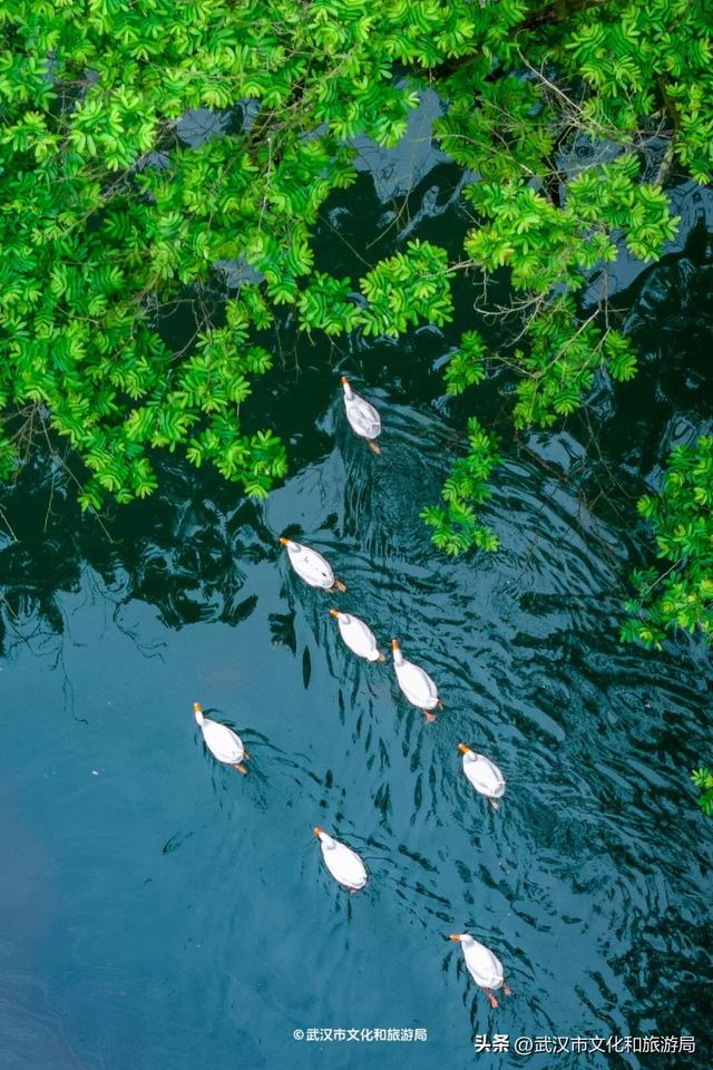 直冲30℃，咸宁请客，出来玩！