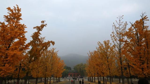 图片故事 | 秋染晋祠：当千年古建染上斑斓秋色