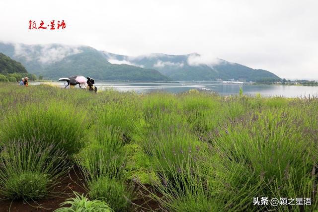 富士山下河口湖，中国商人入籍日本之梦破碎