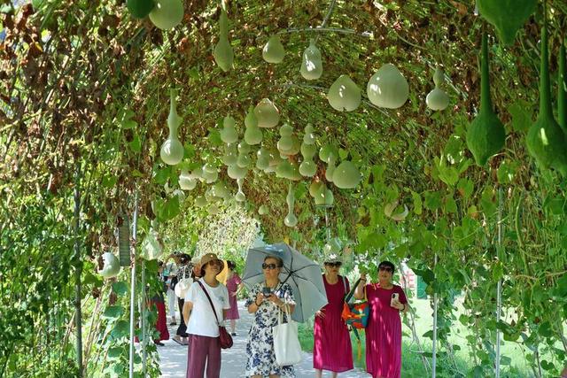 西安:葫芦满园夏日凉