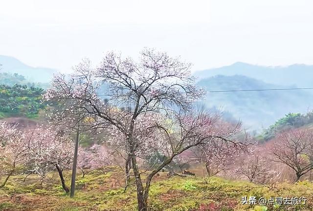 成都最新5个梅林花海，你该去哪个？其中一个被称为成都小林芝！