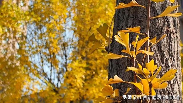 垣曲县：美丽山城秋意浓 滨河东道银杏黄