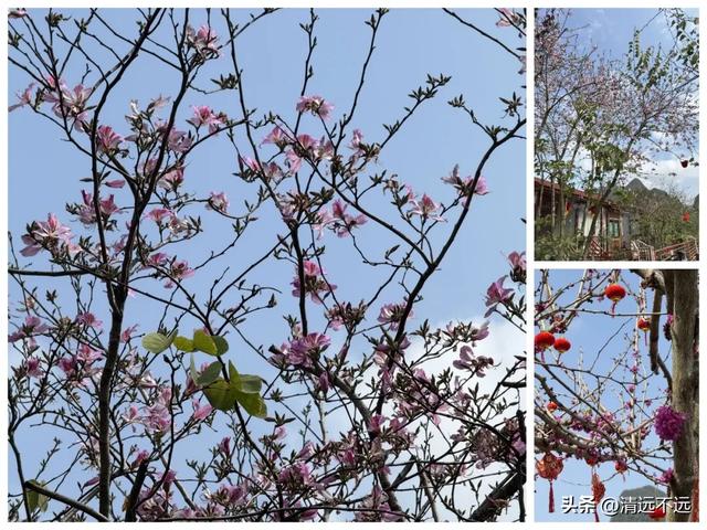 【免费观看】路园相连桥花相映|三月清远鱼水网红树正含苞待放