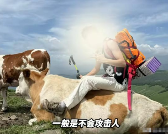 太活该！游客遭牛群踩踏后续，景区还原真相，评论区堪比小品现场