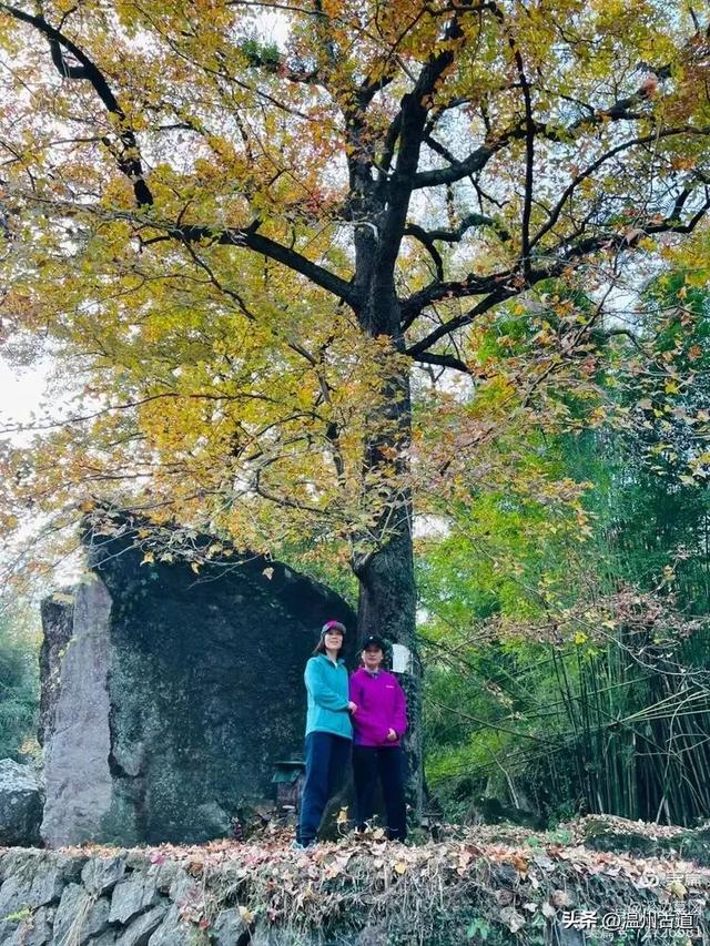 秋高气爽徒步季！温州这处有“小九华山”之称的奇秀山峰等你走起