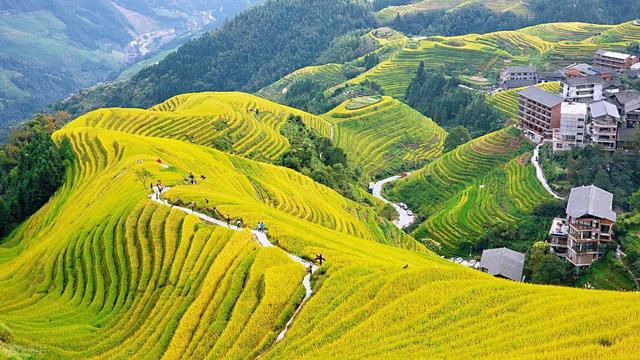 在金黄诗行里，邂逅龙脊梯田的秋色之美