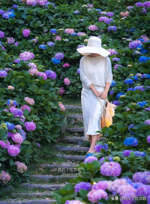 绣球花的夏天，不在南法在大理