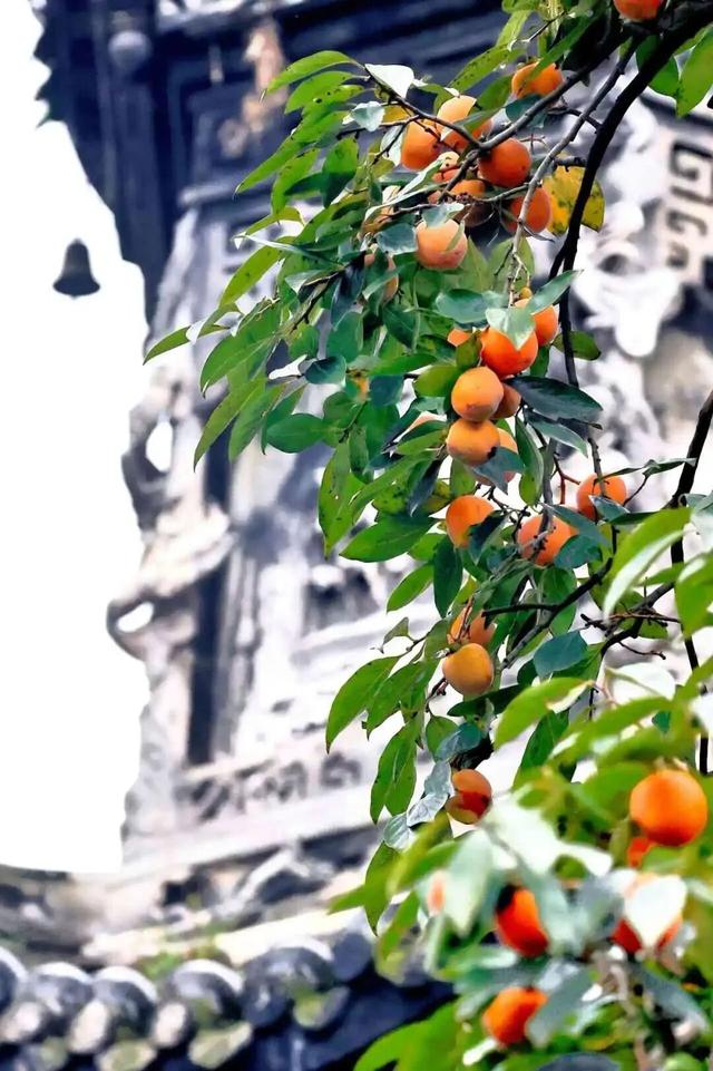 就这一口柿子，盼到冬天了！