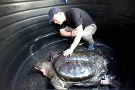 全球只剩2只了！还全都是公的，“中国神兽”该如何进行有效繁殖图片