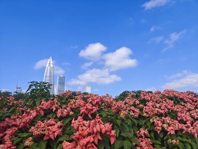 从学苑大道入大沙河绿过大学城后进深圳弯公园流花山景点【高清】