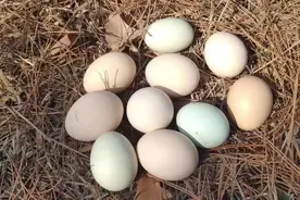 买鸡蛋，选贵的更好？这6种“网红蛋”都是智商税吗？图片