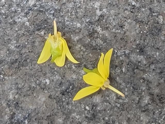 秋风起，栾花入梦来