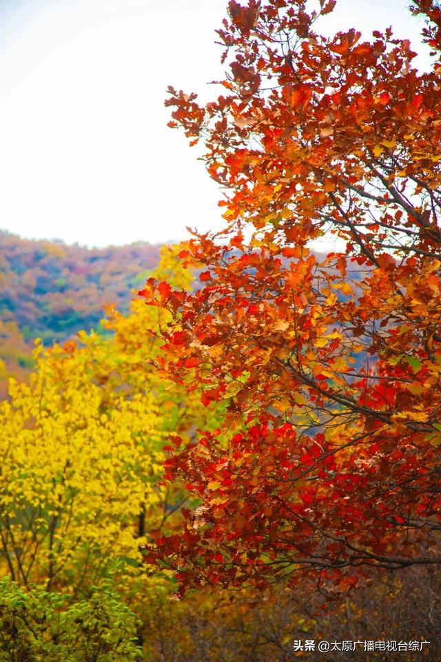 寻迹尖草坪丨初冬限定！这6处绝美风景，再不去真的要等一年！